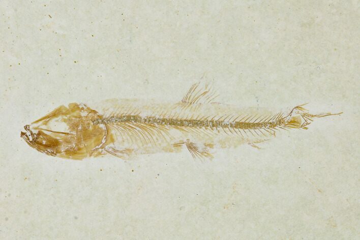 Jurassic Fossil Fish (Orthogoniklethrus) - Solnhofen Limestone #139361